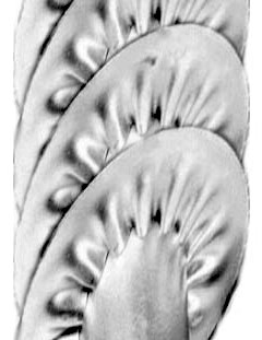 corrugated screw flight